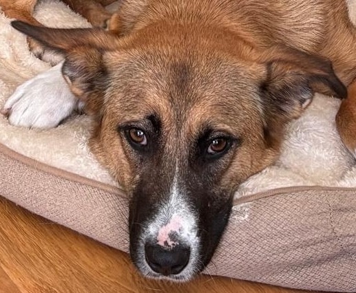 🐾 DAISY SUCHT IHRE FÜR-IMMER-FAMILIE! 🤎🤍, Mischling