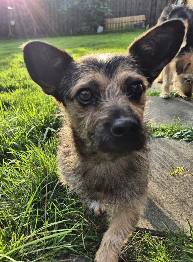 ❤️GOOFY – KLEINER KERL MIT GROSSEM HERZEN❤️, Mischling