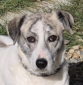 🤍🐾 IVY – NEUN WELPEN, JETZT IST SIE AN DER REIHE! ❤️, Mischling