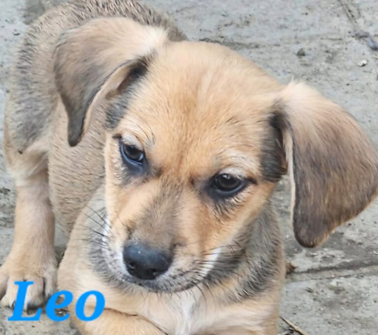 🐾 LEO – KLEINER ENTDECKER MIT EINEM GROSSEN KUSCHELHERZEN! ❤️, Mischling