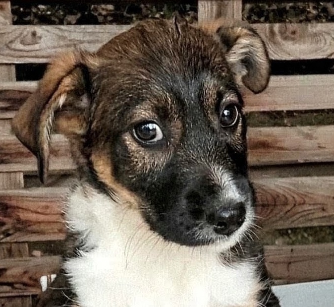 🐾 MATTI – EIN KLEINER BESCHÜTZER MIT EINEM GANZ GROSSEN HERZEN! ❤️, Mischling