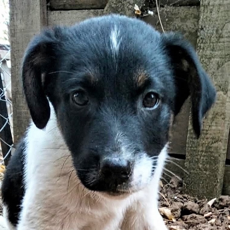 🐾 MONTY – VOM KLEINEN ANGSTHASEN ZUM GROSSEN HERZENSBRECHER! ❤️, Mischling