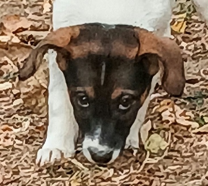 🐾 NANA – KLEINES STUMMELSCHWÄNZCHEN, GROSSE LEBENSFREUDE! ❤️, Mischling