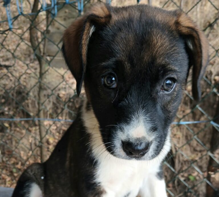 ❤️🐾NUII – KLEINE SCHMUSEMAUS SUCHT IHR GROSSES GLÜCK! ❤️🐾, Mischling