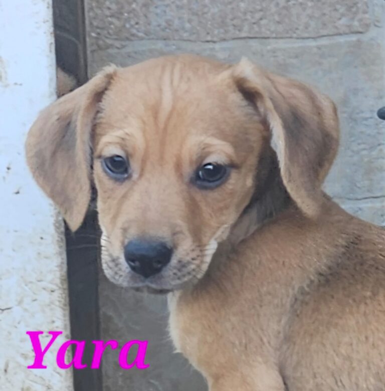 🐾 YARA – KLEINES HUNDEMÄDCHEN SUCHT IHR GROSSES GLÜCK! ❤️, Mischling